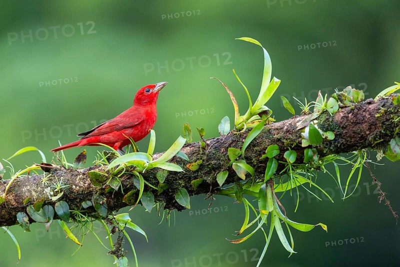 Summer cardinal (Piranga rubra), tanager (Thraupidae), Costa Rica, Central America