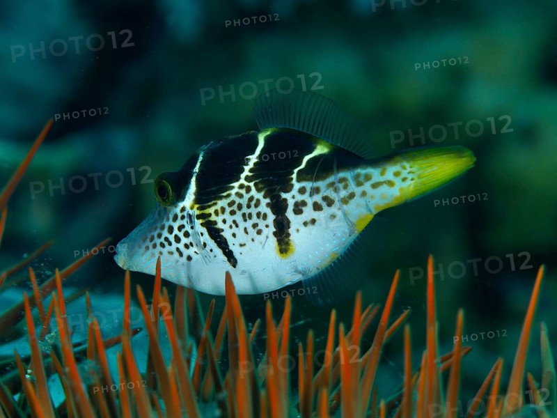 A striped mimicry filefish (Paraluteres prionurus) swims through the water in a reef with orange-coloured spines of a crown-of-thorns (Acanthaster planci), dive site Spice Reef, Penyapangan, Bali, Indonesia, Asia