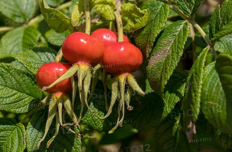 Rosehip of the potato rose (Rosa rugosa), wild form, North Friesland, Schleswig-Holstein, Germany, Europe