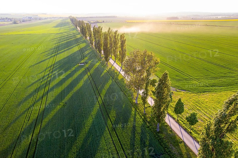 Aerial view of an avenue with evening sun, Kesseldorf, Wilsdruff, Saxony, Germany, Europe