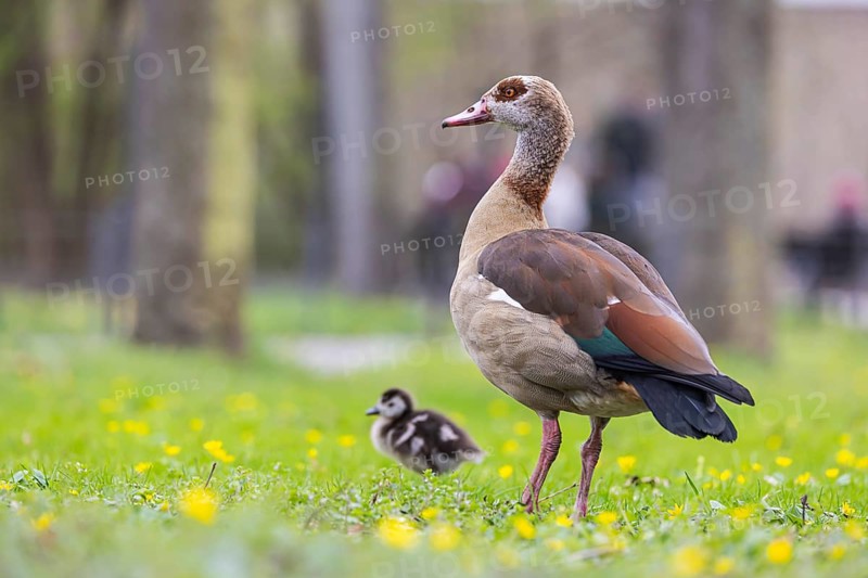 Chicks of the Nile Goose (Alopochen aegyptiaca) freshly hatched, park in spring with spring flowers. Baden-Württemberg, Germany, Europe