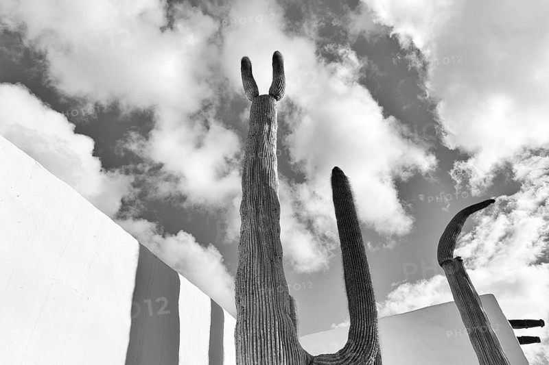 Giant cactus, former home of the artist, monochrome, Fundacion Cesar Manrique, Tahiche, Teguise, Lanzarote, Spain, Europe