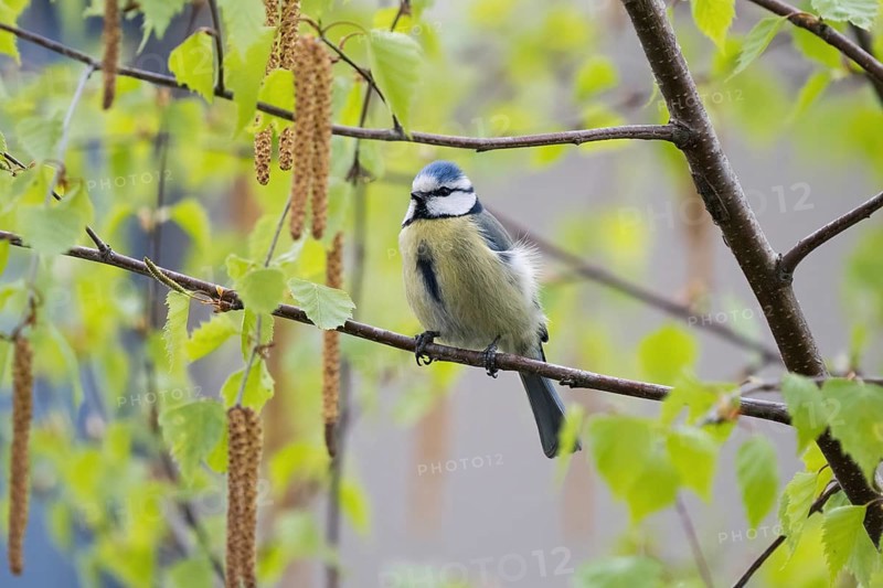 A blue tit (Parus caeruleus) sitting on the branch of a birch tree in spring, Hesse, Germany, Europe