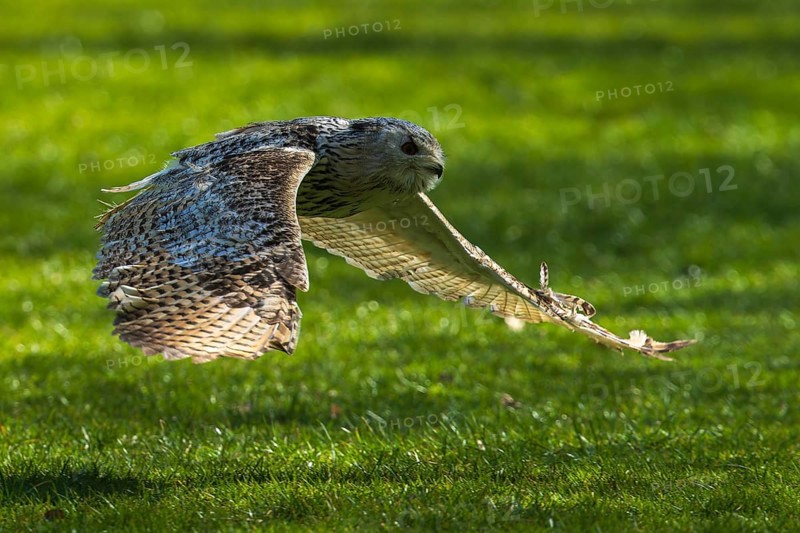 An owl hovers just above the grass, its wings elegantly outstretched, Siberian Eagle Owl (Bubo bubosibiricus), Germany, Europe