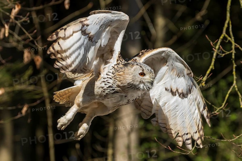 Owl in the air with spread wings in wooded surroundings, Siberian Eagle Owl (Bubo bubosibiricus), Germany, Europe