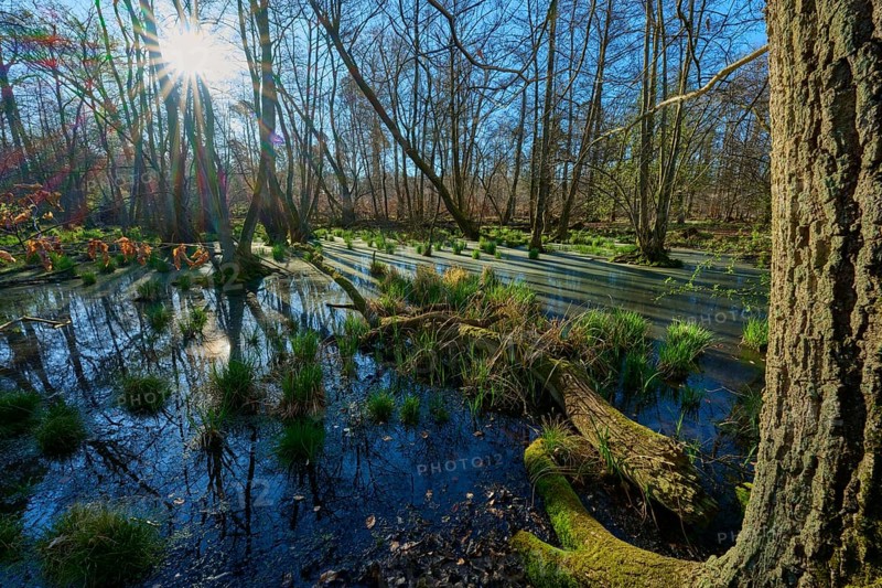 Riparian forest, marshland with sunbeams and scattered tufts of grass in the water, oak, spring, nature reserve Rote Lache by Wolfgang, Wolfgang, Hanau, Hesse, Germany, Europe