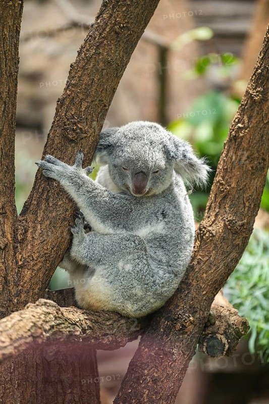 Koala (Phascolarctos cinereus) sitting on a tree, captive, distribution South Australia, Australia, Oceania