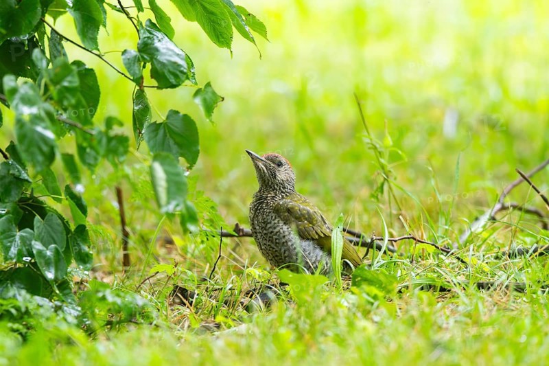 European green woodpecker (Picus viridis) youngster on a meadow, Bavaria, Germany, Europe