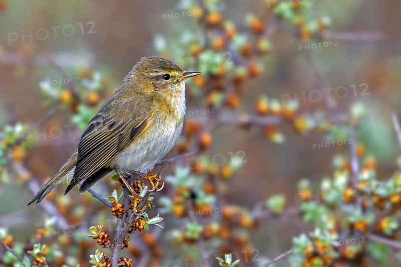 Willow warbler (Phylloscopus trochilus, Motacilla trochilus) perched in shrub