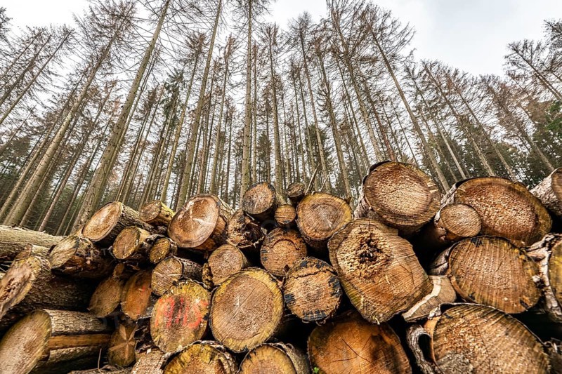 Forest dieback in the Arnsberg Forest nature park Park, over 70 per cent of the spruce trees are diseased, damaged, mostly by the bark beetle, which was able to spread due to drought and heat, climate change, attempts are being made to adapt the forest to climate change by replanting other tree species, near Hirschberg, North Rhine-Westphalia, Germany, Europe