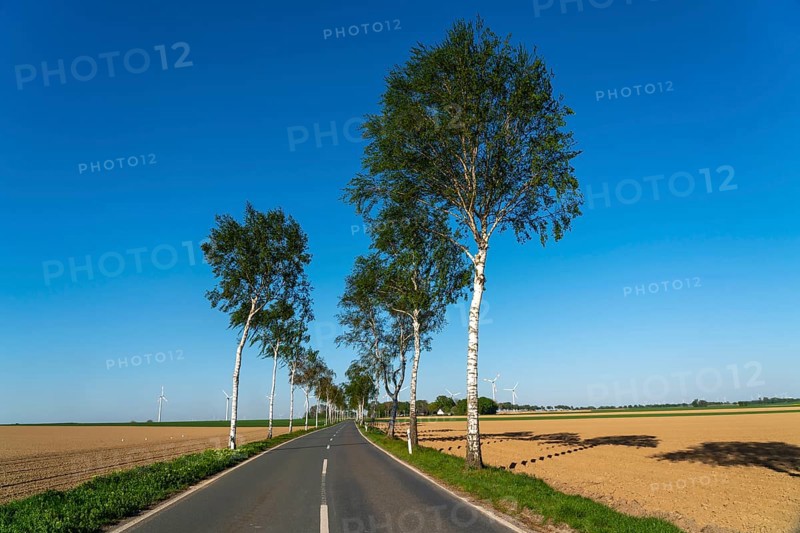 Birch avenue, country road, near the village of Katzem, Heinsberg district, wind farm, North Rhine-Westphalia, Germany, Europe