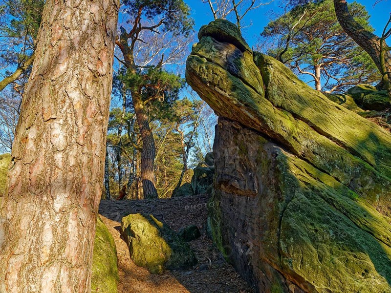 The Dörenther Cliffs, boulders and trees rooted into the rock, in the UNESCO Geopark TERRA.vita in the Teutoburg Forest. Osnabrück, Lower Saxony, Germany, Europe