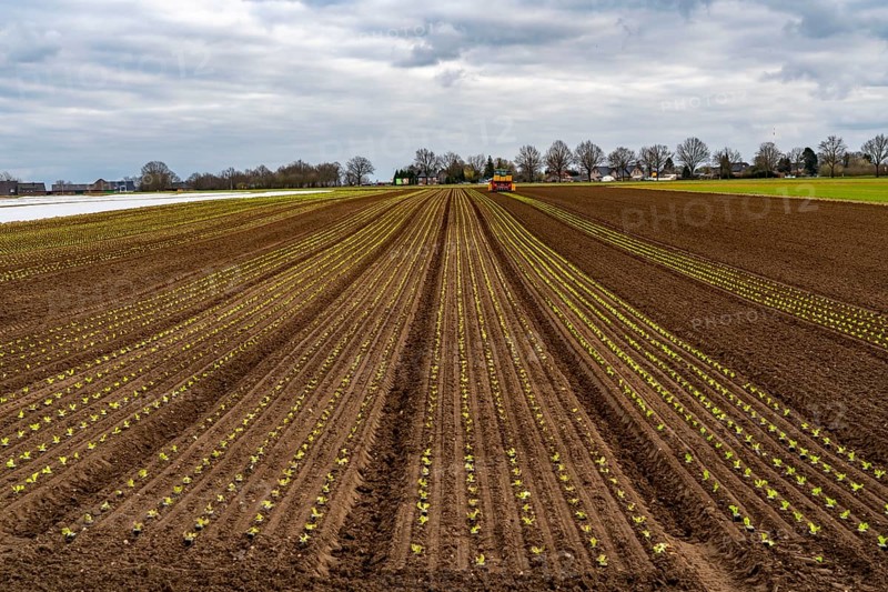 Lettuce plants, in press pots, they are planted in a field with a planting machine, agriculture, spring
