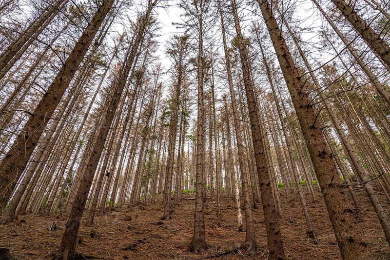 Forest dieback in the Arnsberg Forest nature park Park, over 70 per cent of the spruce trees are diseased, damaged, mostly by the bark beetle, which was able to spread due to drought and heat, climate change, attempts are being made to adapt the forest to climate change by replanting other tree species, near Hirschberg, North Rhine-Westphalia, Germany, Europe