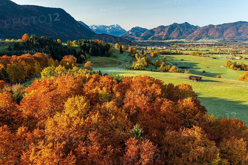 Aerial view of autumnal coloured trees in front of mountains in the morning light, beech forest, Murnau, view of Zugspitze and Ammergebirge, Alpine foothills, Upper Bavaria, Bavaria, Germany, Europe