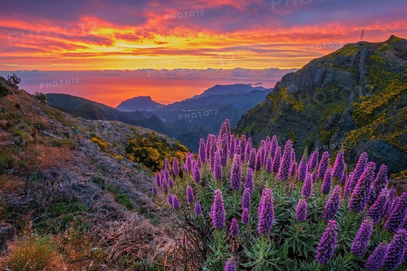 View near Pico do Arieiro of mountains over clouds with Pride of Madeira flowers and blooming Cytisus shrubs on sunrise with colorful sky. Madeira island, Portugal, Europe