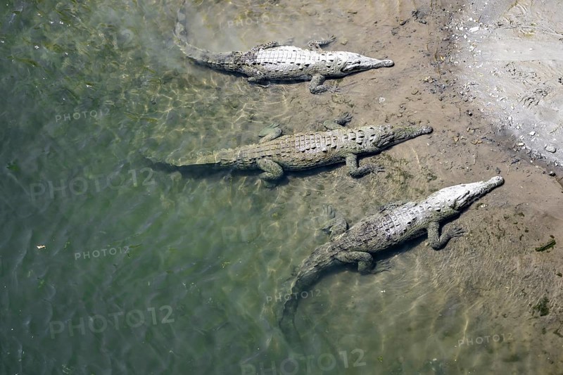 American crocodiles (Crocodylus acutus) swimming in the water, from above, Rio Tarcoles, Carara National Park, Puntarenas Province, Costa Rica, Central America