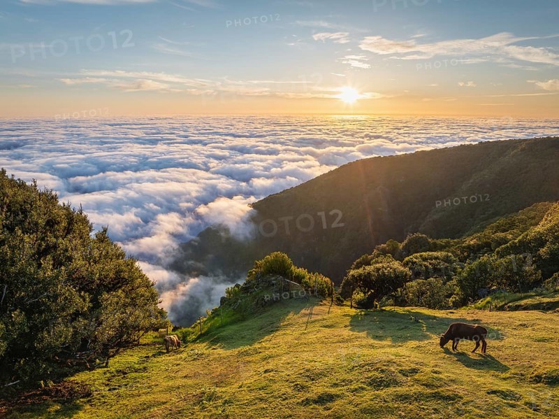 Aerial view of sunrise above clouds and green hills with cows grazing at Fanal mountain, Madeira island, Portugal, Europe