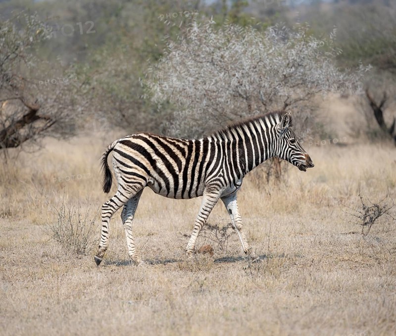 Plains zebra (Equus quagga), in dry grass, Kruger National Park, South Africa, Africa