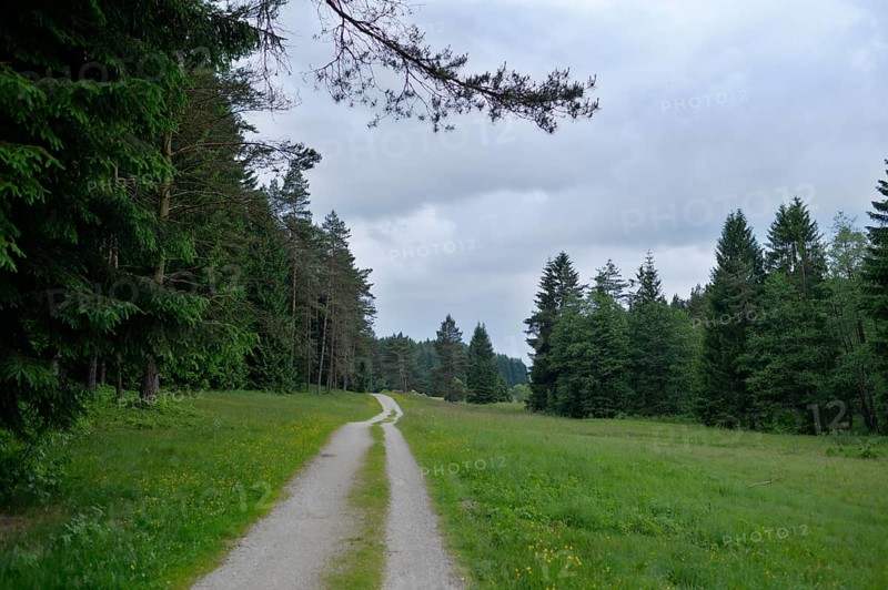 A long forest path leads through green meadows and dense trees under a grey sky, Upper Palatinate