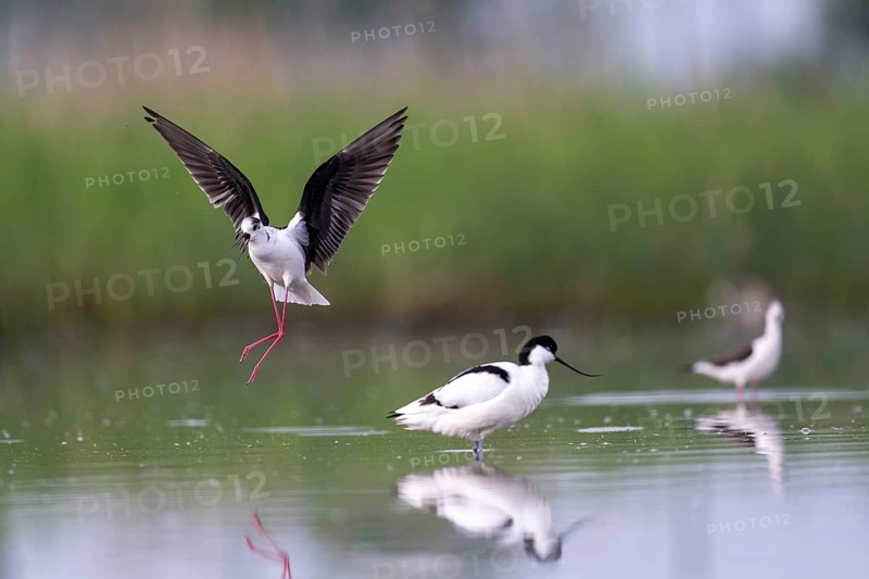 Black-winged Stilt (Himantopus himantopus) and black-capped avocet (Recurvirostra avosetta), in the water, Lake Neusiedl-Seewinkel National Park, Burgenland, Austria, Europe