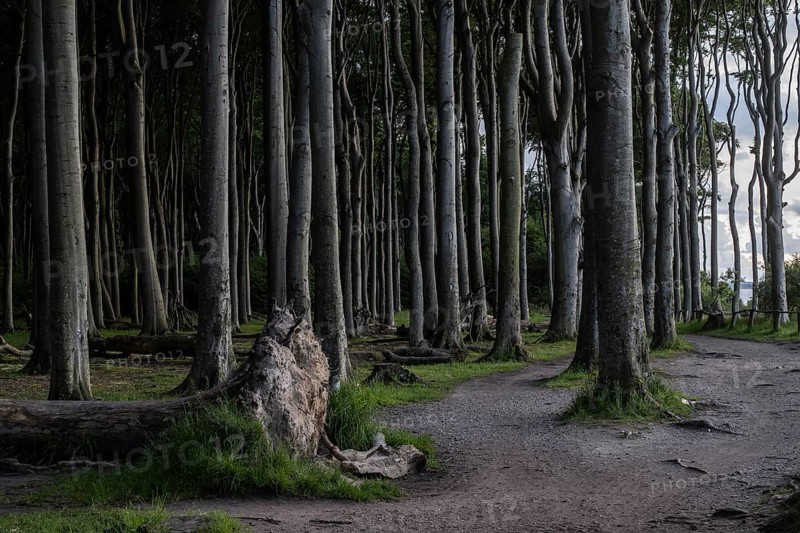Beech forest (Fagus sylvatica), Ghost Forest Nienhagen, Mecklenburg-Western Pomerania, Germany, Europe