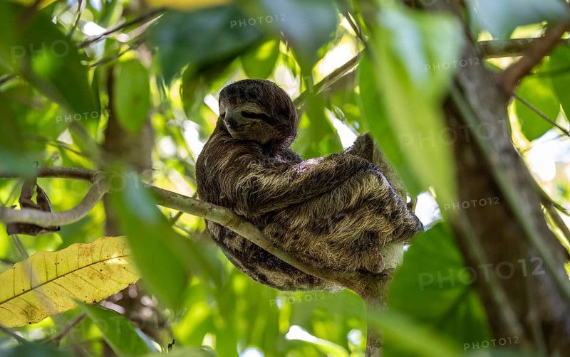 Brown-throated sloth (Bradypus variegatus) sitting in a tree, Cahuita National Park, Costa Rica, Central America