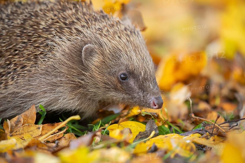 European hedgehog (Erinaceus europaeus) adult animal amongst fallen autumn leaves, Suffolk, England, United Kingdom, Europe