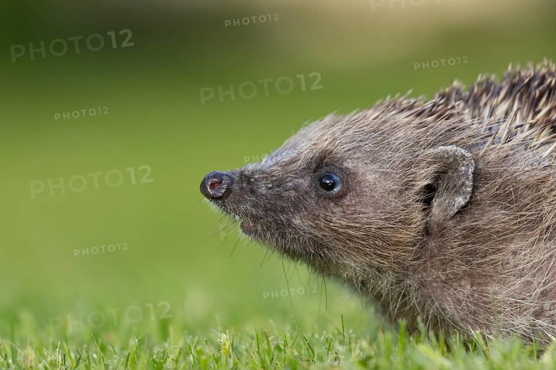 European hedgehog (Erinaceus europaeus) adult animal on a garden grass lawn, Suffolk, England, United Kingdom, Europe
