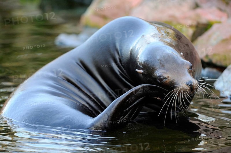 A sea lion relaxes on the shore and scratches itself, California sea lion (Zalophus californianus), captive