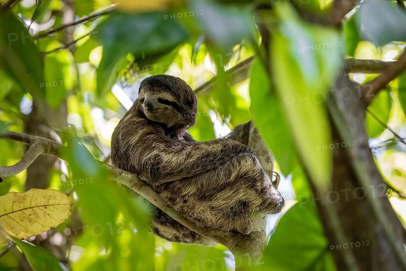 Brown-throated sloth (Bradypus variegatus) sitting in a tree, Cahuita National Park, Costa Rica, Central America