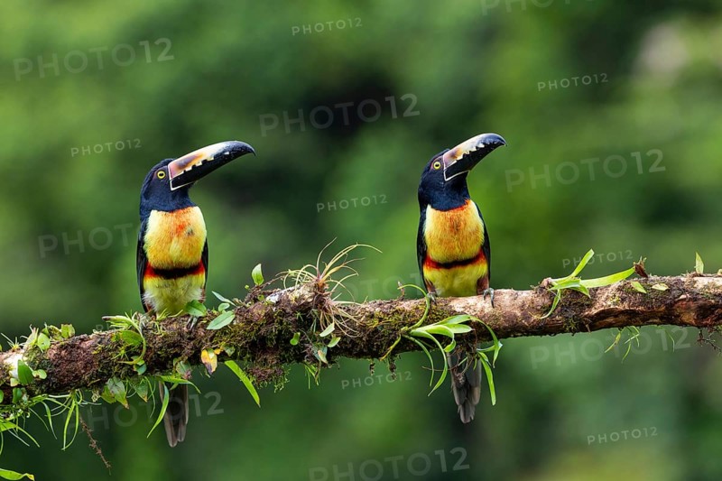 Collared Aracari (Pteroglossus torquatus), Toucans (Ramphastidae), Laguna del Lagarto Lodge, Alajuela, Costa Rica, Central America