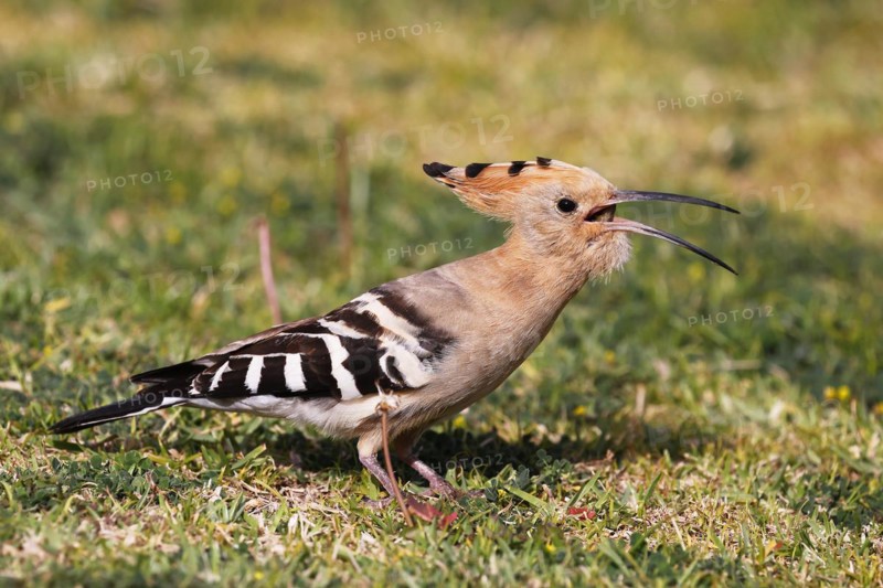 Hoopoe (Upupa epops) swallowing griffon, foraging, Canary Islands, Gran Canaria, Spain, Europe