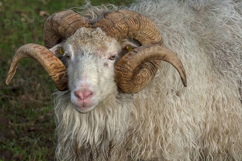 Portrait of a male moorland snook with horn (Ovis aries), Rehna, Mecklenburg-Western Pomerania, Germany, Europe