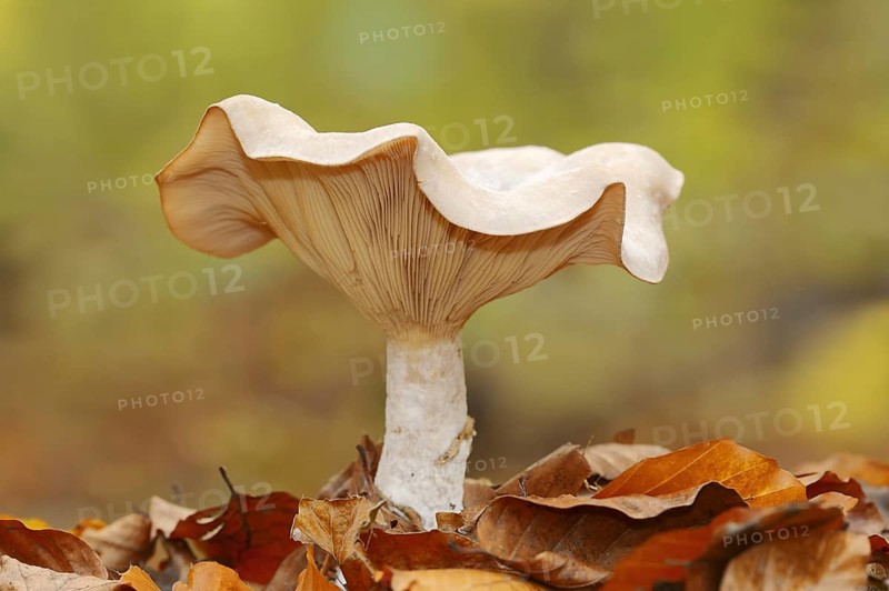 Foggy grey funnel mushroom or fog cap (Lepista nebularis, Clitocybe nebularis), North Rhine-Westphalia, Germany, Europe