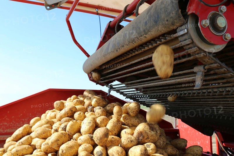 Agriculture potato harvesting with harvester (Mutterstadt, Rhineland-Palatinate)