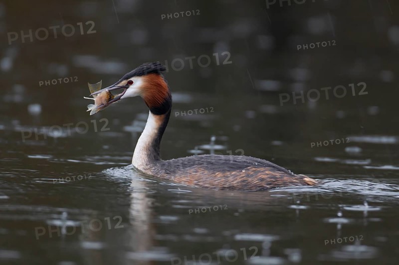 Great crested grebe (Podiceps cristatus) adult bird on a lake with a Bullhead fish in its beak, England, United Kingdom, Europe