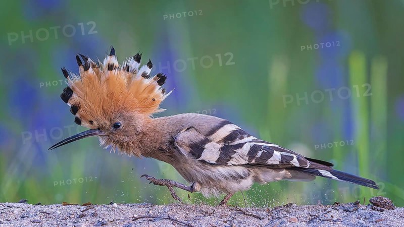 Hoopoe (Upupa epops) Bird of the Year 2022, female in search of food, raised canopy, golden hour, backlight, sunlight, rising sun, Middle Elbe Biosphere Reserve, Saxony-Anhalt, Germany, Europe