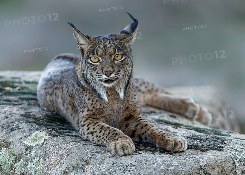 Lynx (Lynx pardinus), portrait, evening, forest, Andalusia Spain