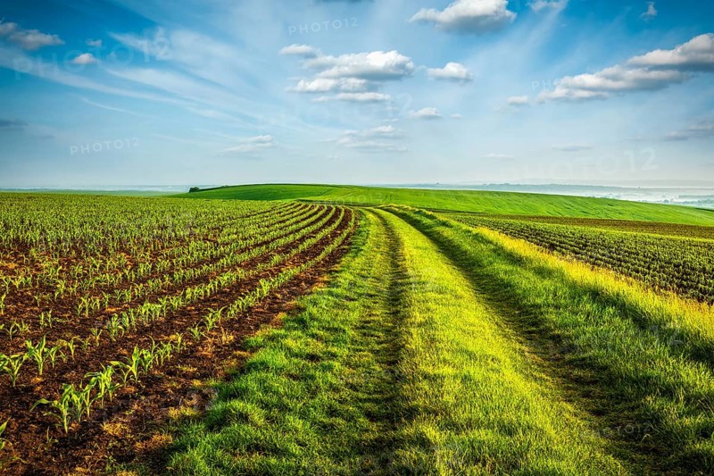 Rolling fields of Moravia, Czech Republic, Europe