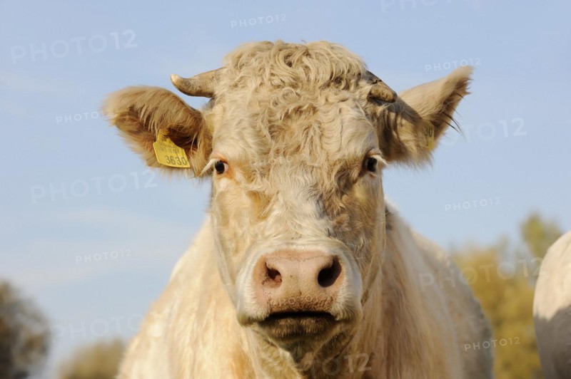 Charolais cattle (Bos primigenius taurus), portrait, North Rhine-Westphalia, Germany, Europe