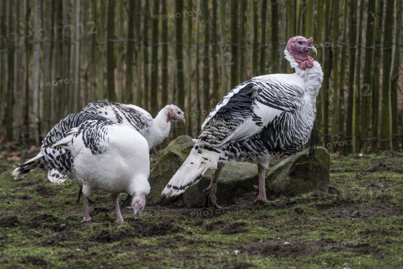 Cröllwitz turkeys (Meleagris gallopavo f. domestica), Tierpark Nordhorn, Lower Saxony, Germany, Europe