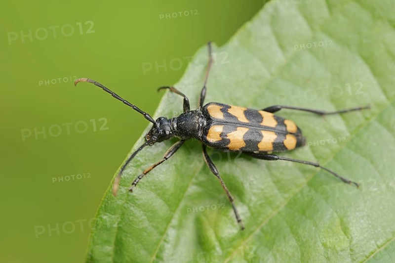 Four-banded narrow-legged ram (Leptura quadrifasciata, Strangalia quadrifasciata), female, North Rhine-Westphalia, Germany, Europe