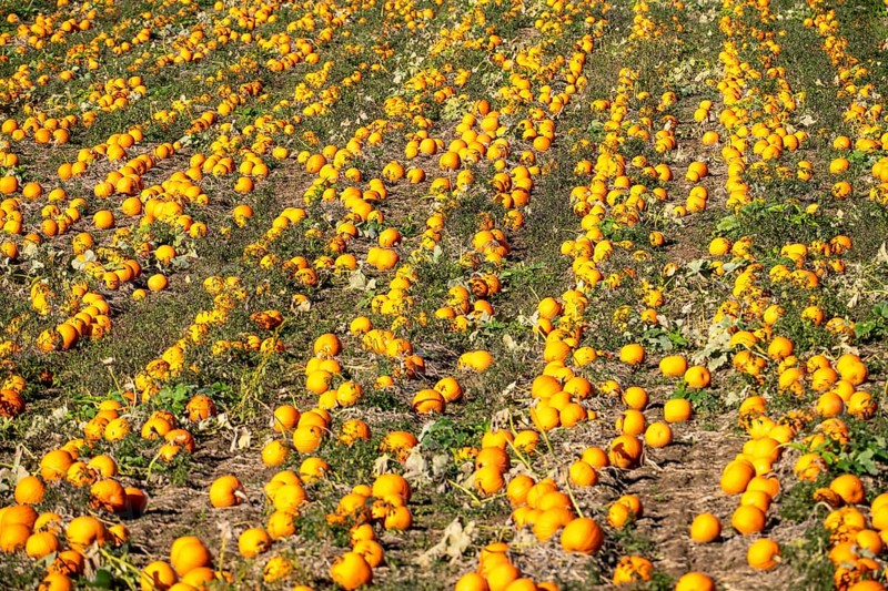 Pumpkin field, ripe pumpkins, shortly in front of harvest, near Neuss, North Rhine-Westphalia, Germany, Europe