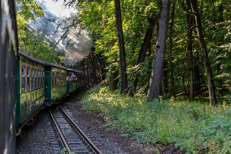A steaming train travels through a green, shady forest, rays of sunlight penetrate the foliage, Rügen, Rasender Roland