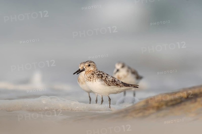 Sanderling (Calidris alba) feeding on a beach. Camaret sur mer, Crozon, Finistere, Brittany, France, Europe