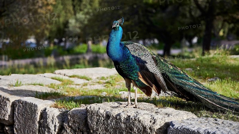 A colourful peafowl (pavo) stands on ancient stone ruins in the green, Filerimos, hill not far from Rhodes town, Ancient State of Ialyssos, Rhodes, Dodecanese, Greek Islands, Greece, Europe