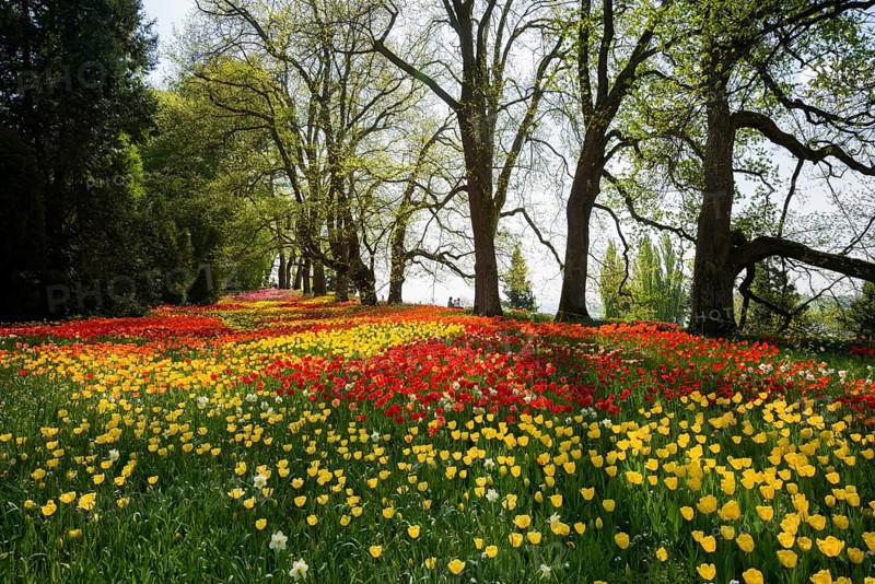 Park and flower meadow with colourful tulips, Mainau Island, Lake Constance, Baden-Württemberg, Germany, Europe