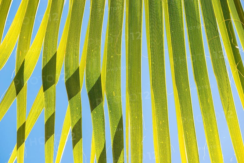Sunlit palm leaf with shadow play of the leaves and leaf veins, cloudless blue sky in the background, close-up shows the texture and green colour gradient, close-up, backlight, Peguera or Paguera, municipality of Calvià, Serra de Tramuntana, south coast, Majorca, Spain, Europe