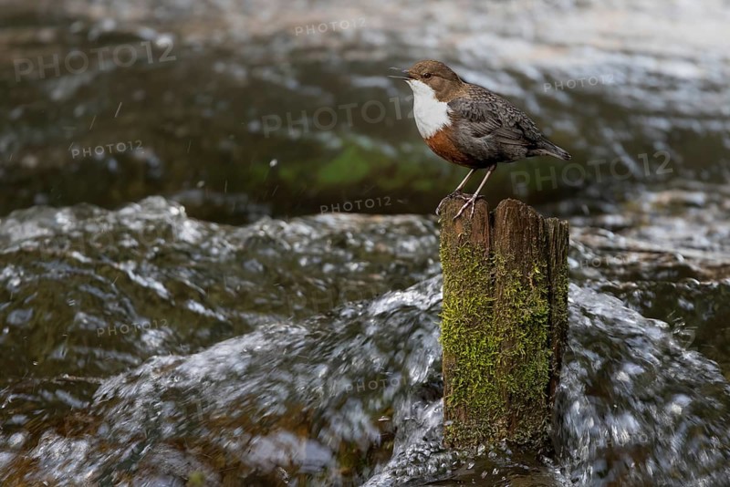 White-throated Dipper (Cinclus cinclus) singing on an old wooden pole in the water, Austria, Upper Austria, Europe